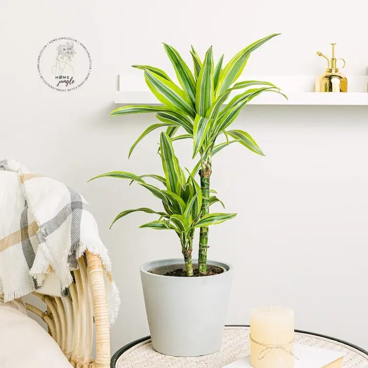 Dracena Lemon Lime wonna Dracaena fragrans |sklep internetowy