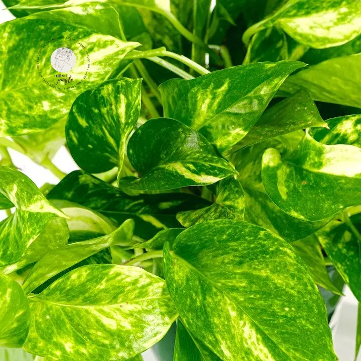 sharoniae philodendron Philodendron sharoniae – Carnivero main image 0