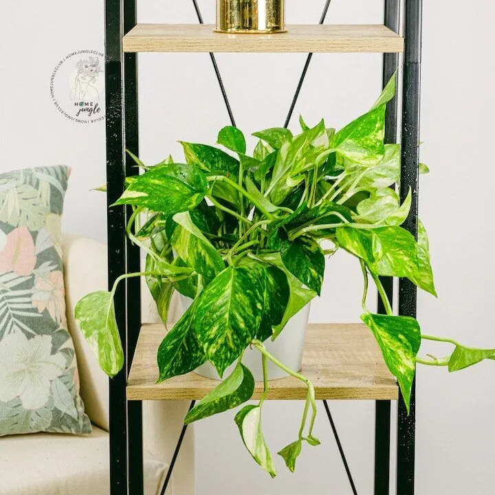 epipremnum-aureum-zlociste-homejungleclub