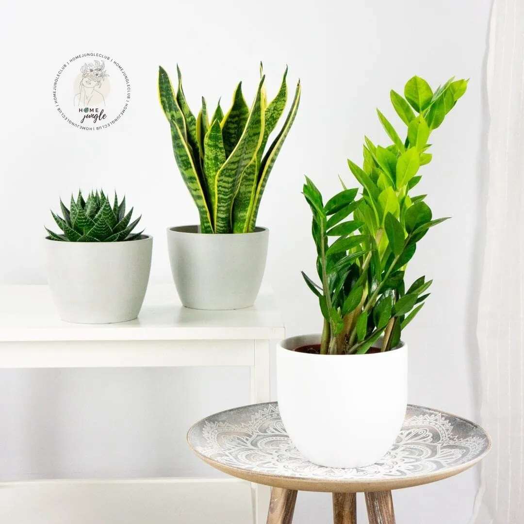 trio-rosliny-niezniszczalne-sansewieria-zamiokulkas-aloes-homejungleclub