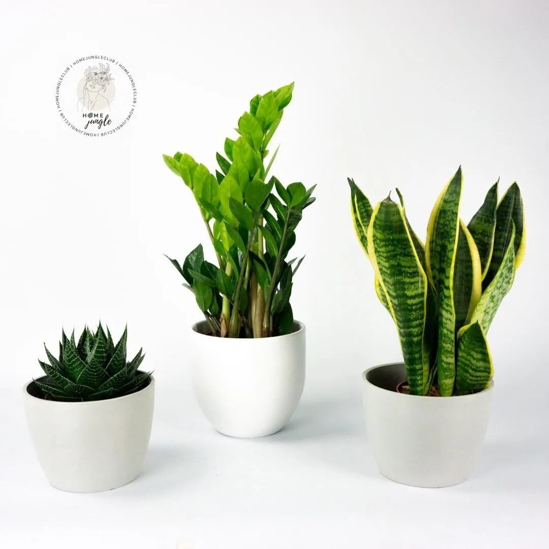 trio-rosliny-niezniszczalne-sansewieria-zamiokulkas-aloes-homejungleclub