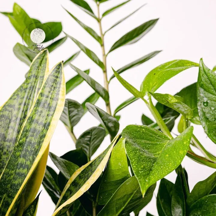 trio-rosliny-oczyszczajace-powietrze-homejungleclub