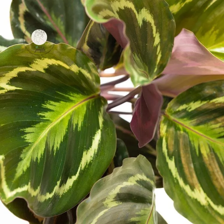 calathea-medallion-homejungleclub-1