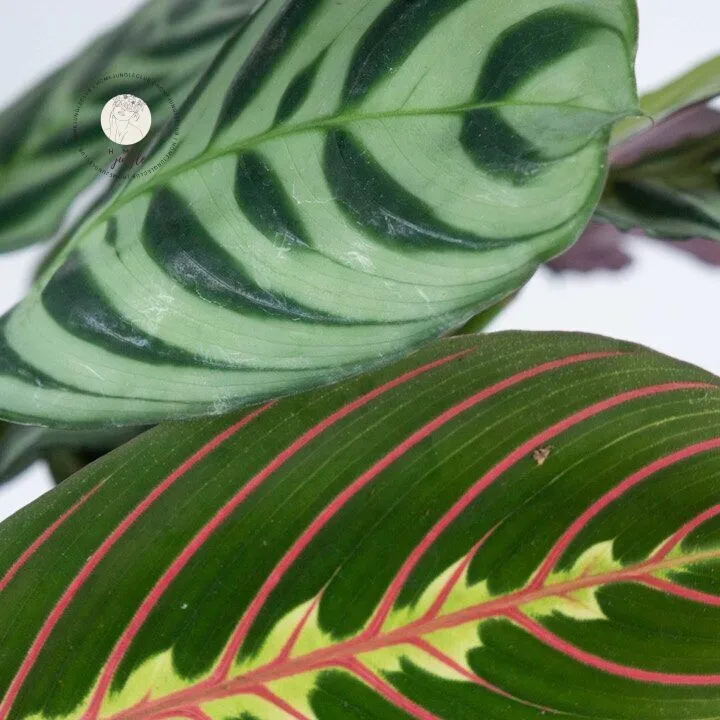 duo-maranty-homejungleclub