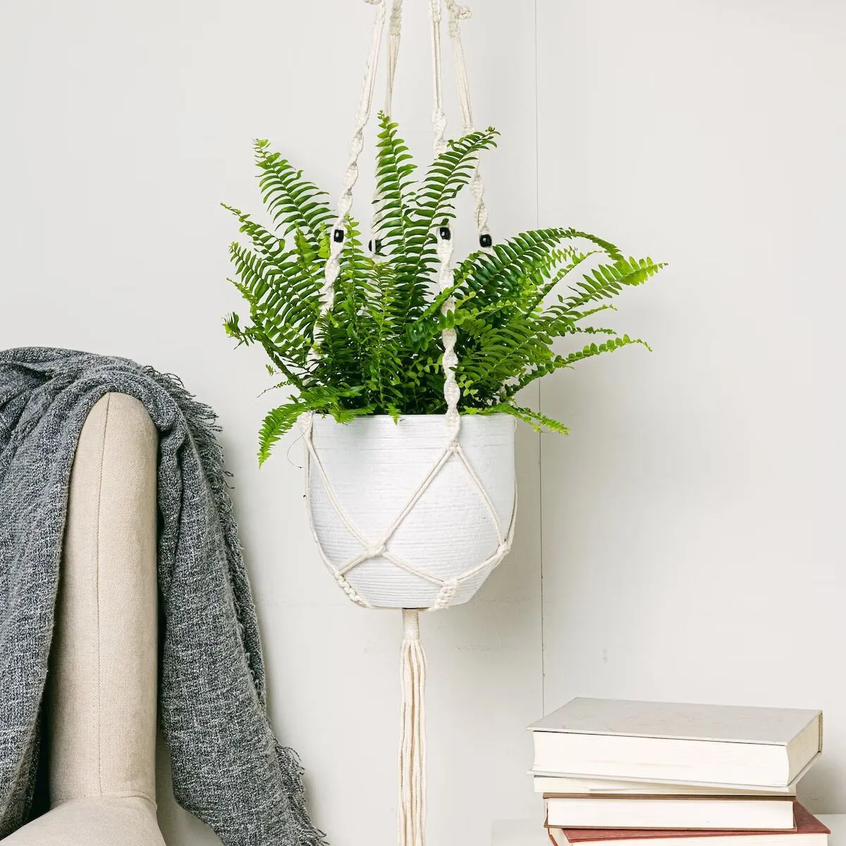 Nefrolepis_Wyniosły_homejungleclub