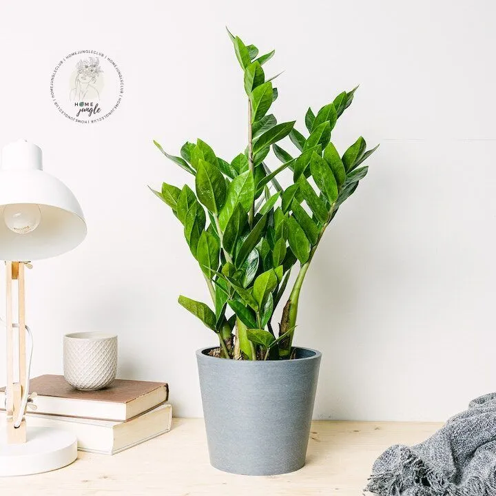 zamioculcas-zamiifolia-s-zamiokulkas-zamiolistny-homejungleclub