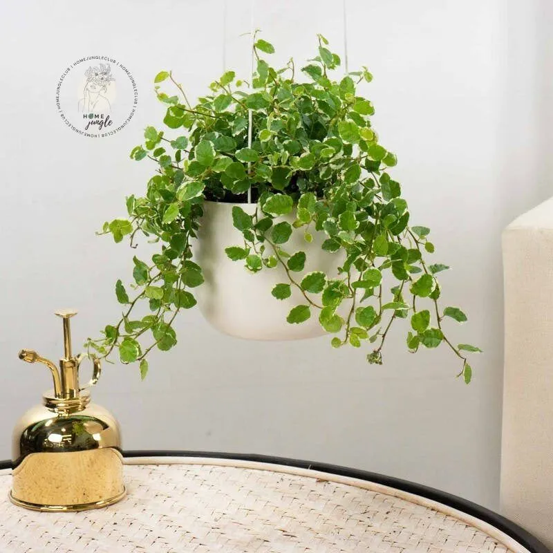 ficus-pumila-fikus-pnacy-homejungleclub