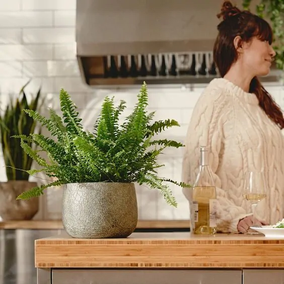 Nefrolepis Wyniosły - obrazek 6