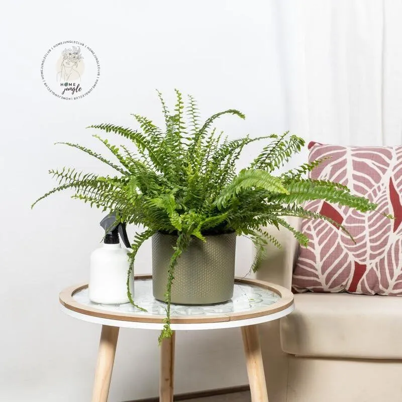 Nefrolepis Wyniosły - obrazek 4