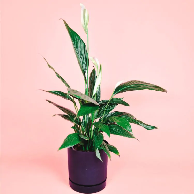 Skrzydłokwiat - obrazek 3