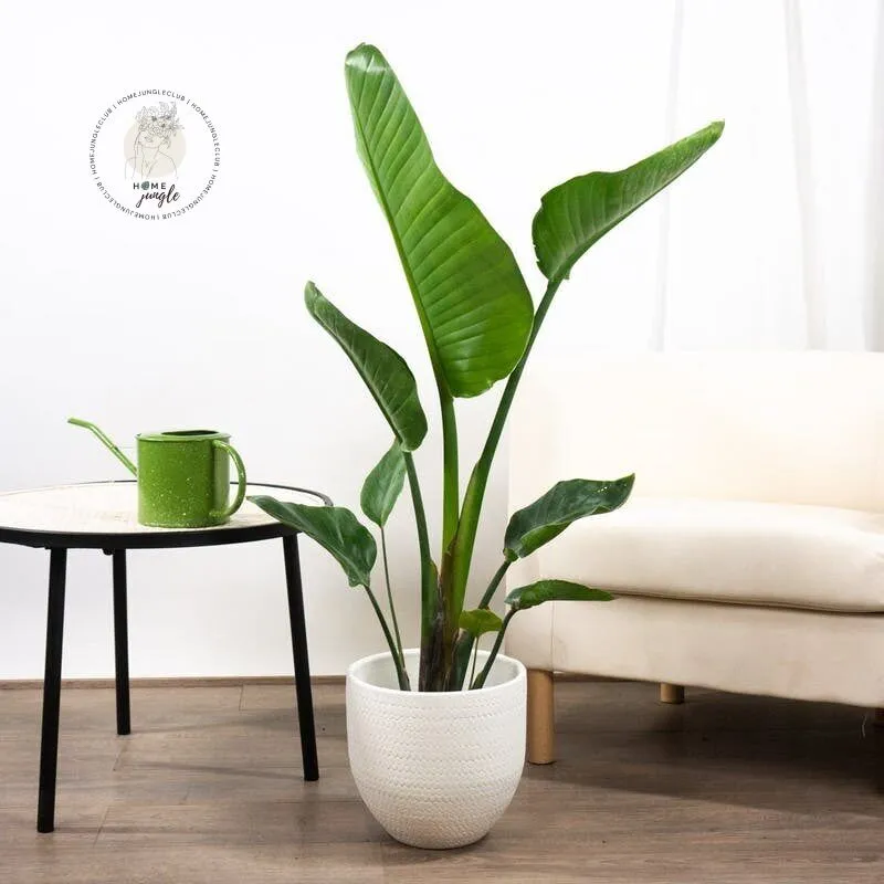 Strelitzia Nicolai - obrazek 5