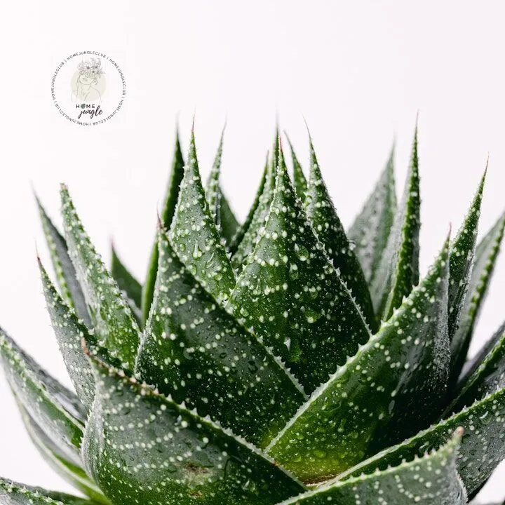 Aloe cosmo - obrazek 2
