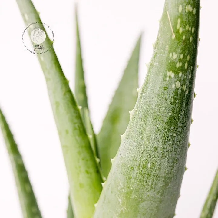 Aloe vera - obrazek 2