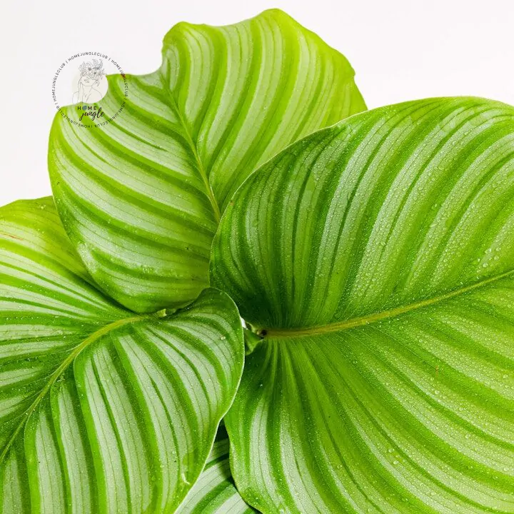 Calathea Orbifolia - obrazek 2