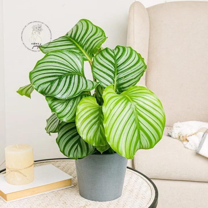 Calathea Orbifolia