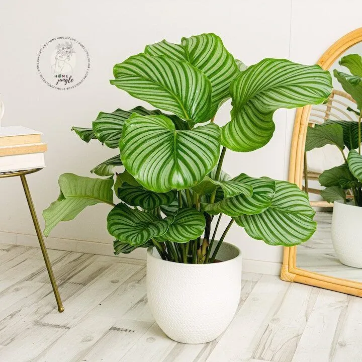 Calathea Orbifolia - obrazek 3