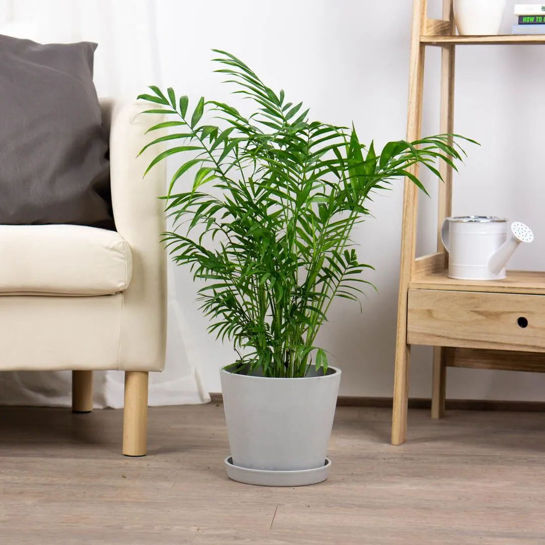 Chamedora wytworna - obrazek 4