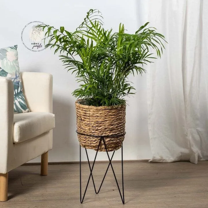 Chamedora wytworna - obrazek 3