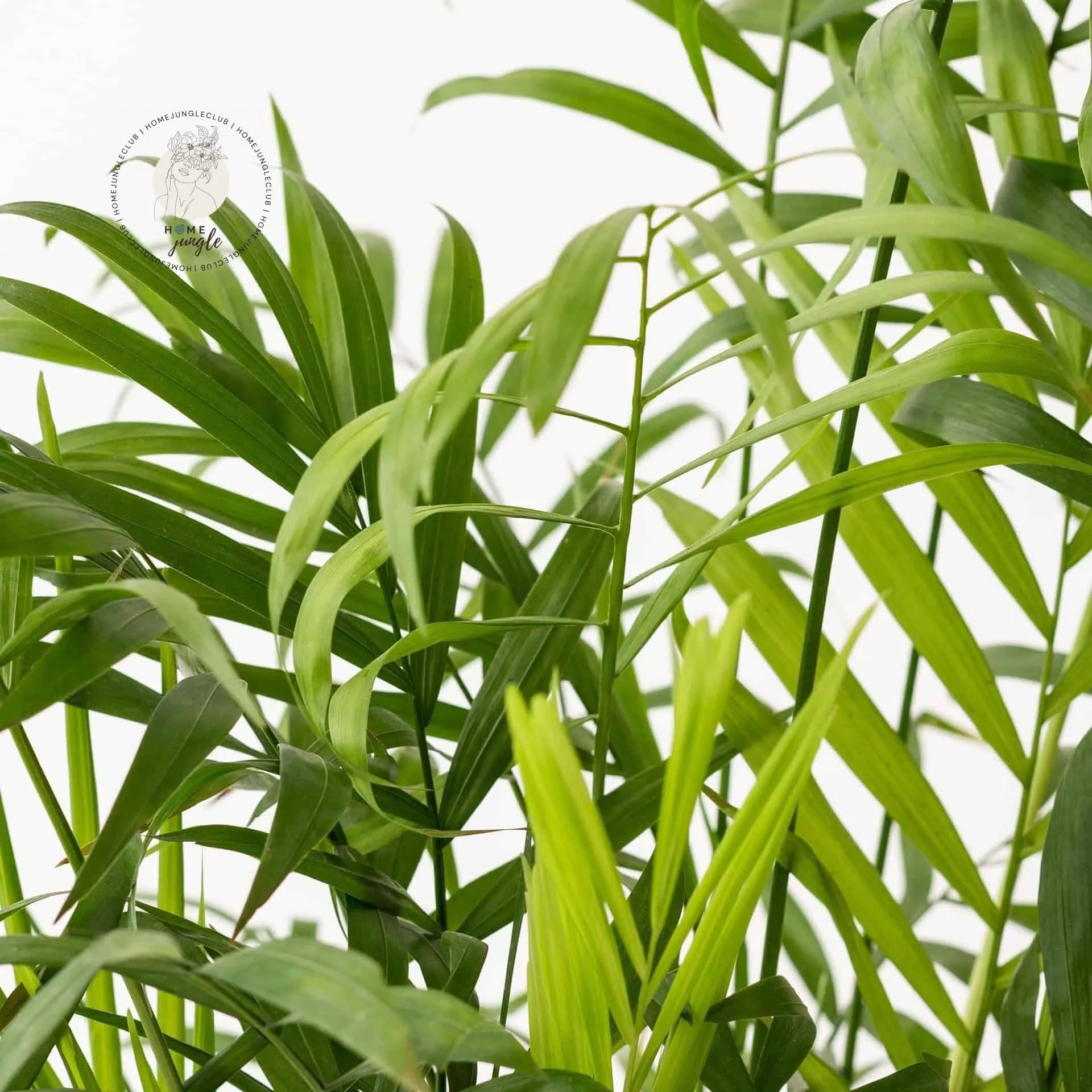 Chamedora wytworna - obrazek 2