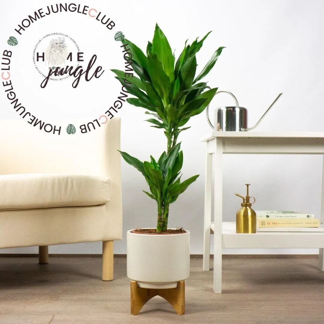 Dracena fragrans - obrazek 3