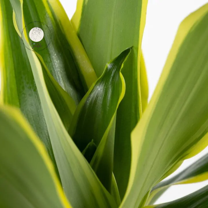 Dracena Lemon Lime - obrazek 2