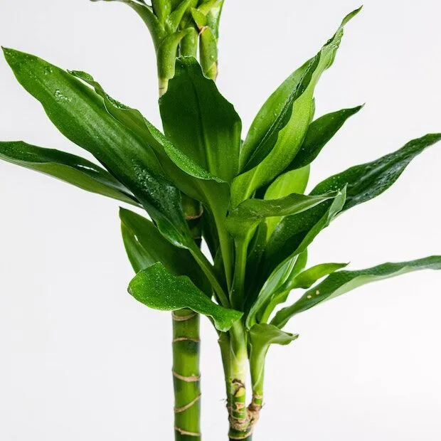 Dracena fragrans - obrazek 2