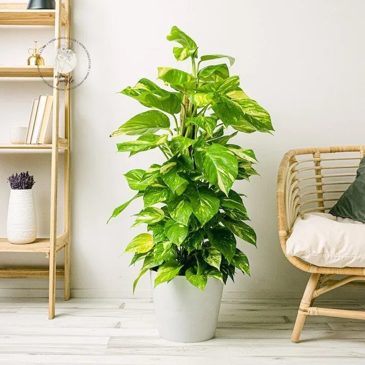 Epipremnum złociste