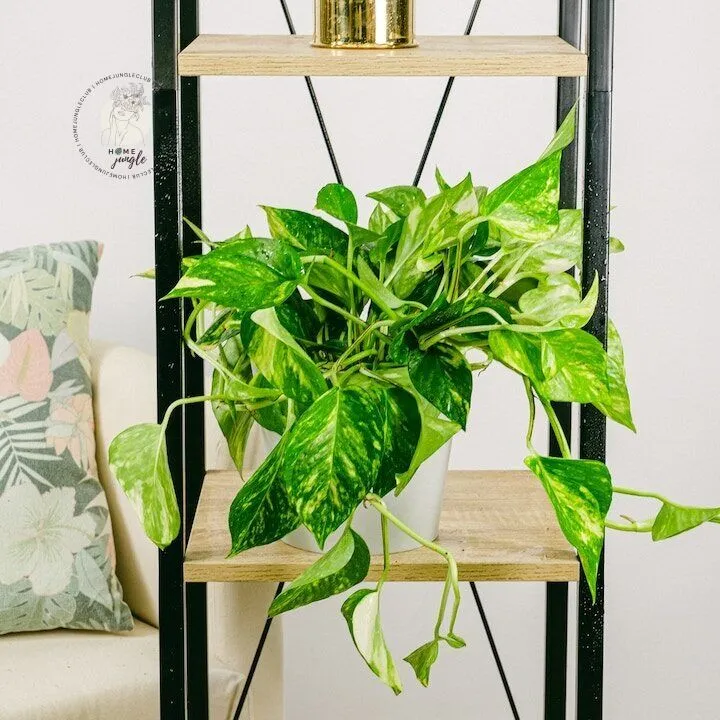 Epipremnum złociste - obrazek 3