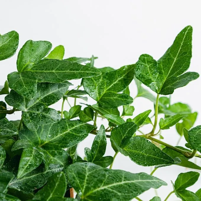 Hedera Bluszcz - obrazek 2