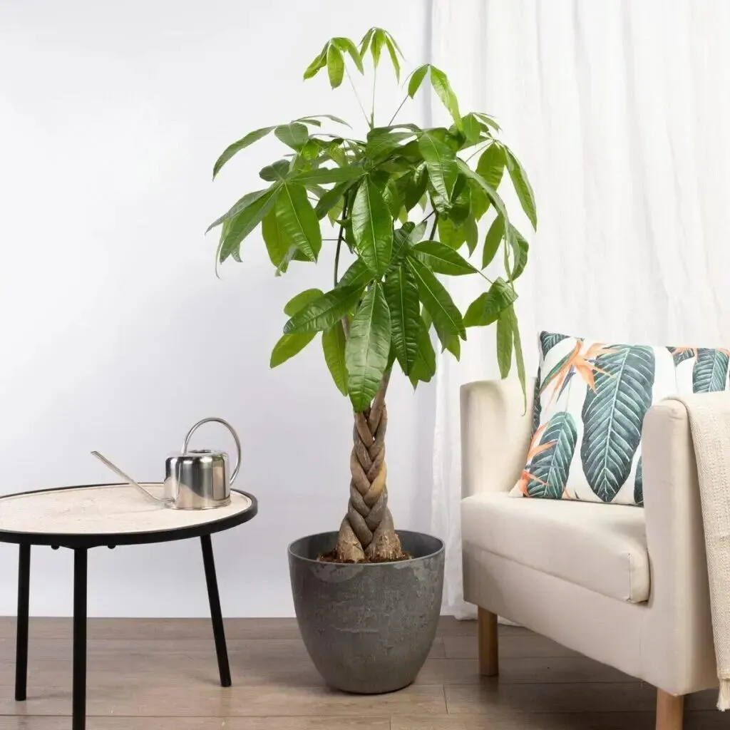 drzewko-pieniedzy-pachira-aquatica-homejungleclub