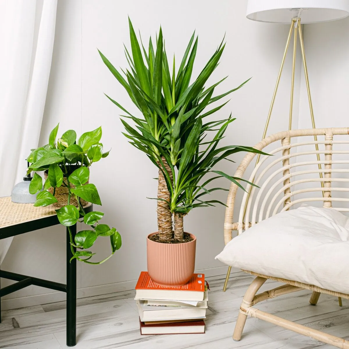 yucca-juka-gwatemalska-homejungleclub-3