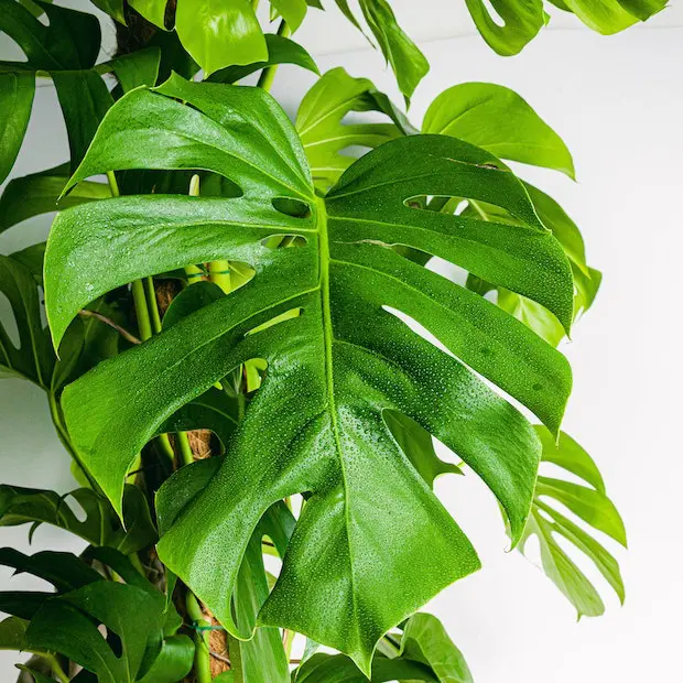 Monstera Deliciosa - obrazek 2