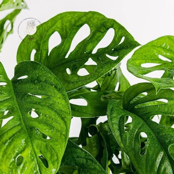 Monstera Monkey Mask - obrazek 2