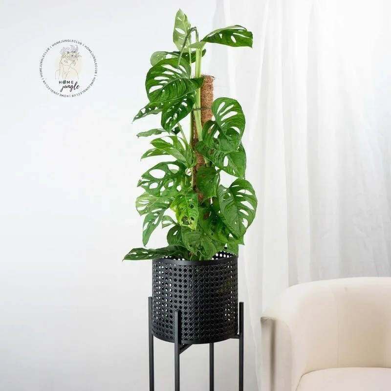 Monstera Monkey Mask