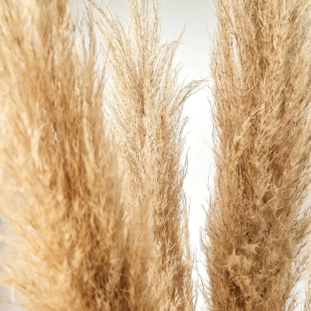 Trawa pampasowa - obrazek 2