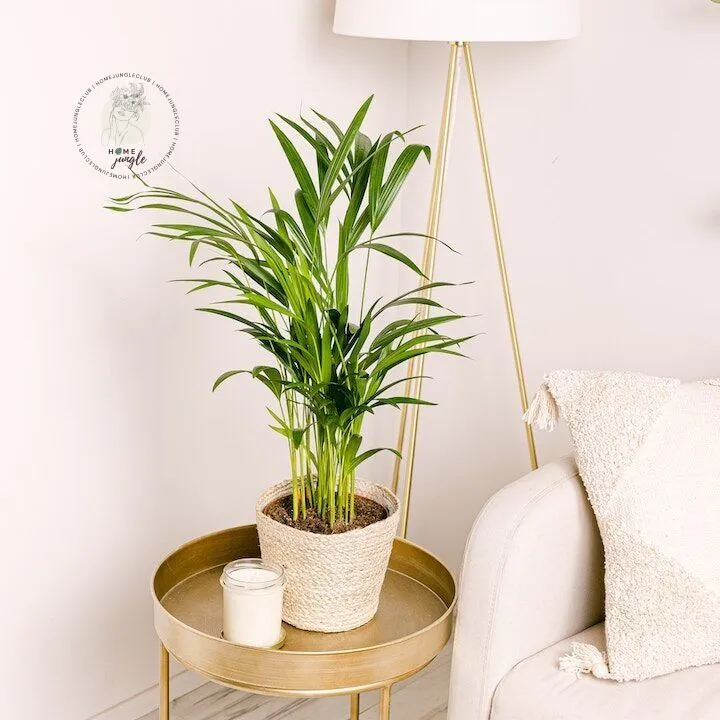 Palma Areka - obrazek 4