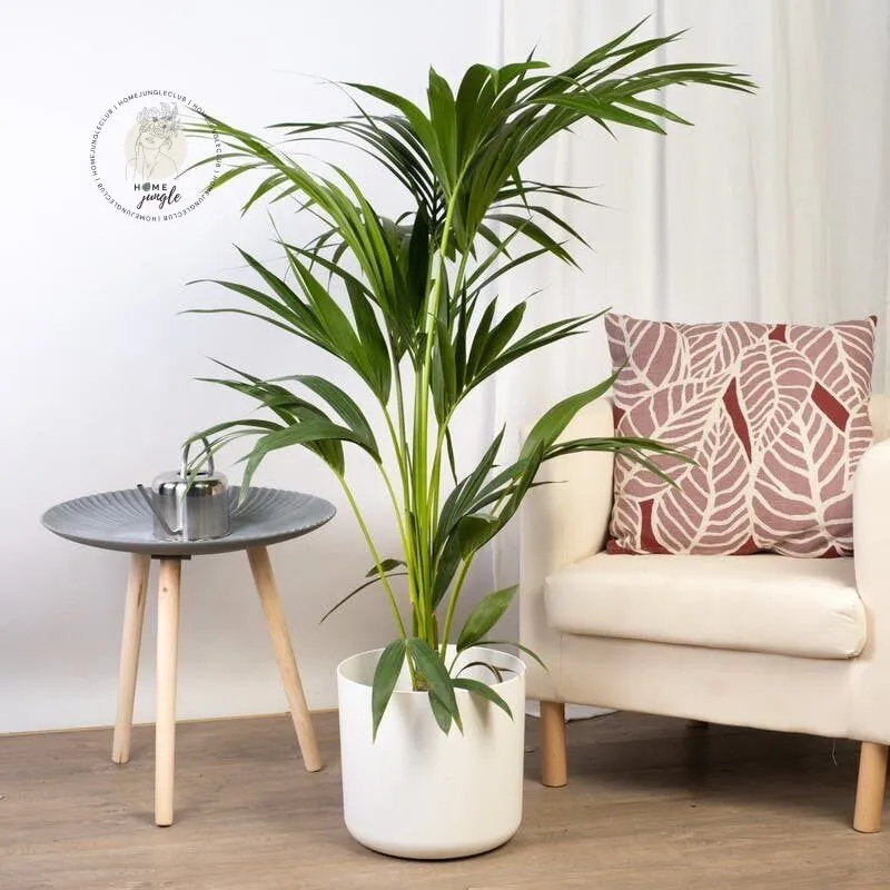 Palma Kentia - obrazek 3