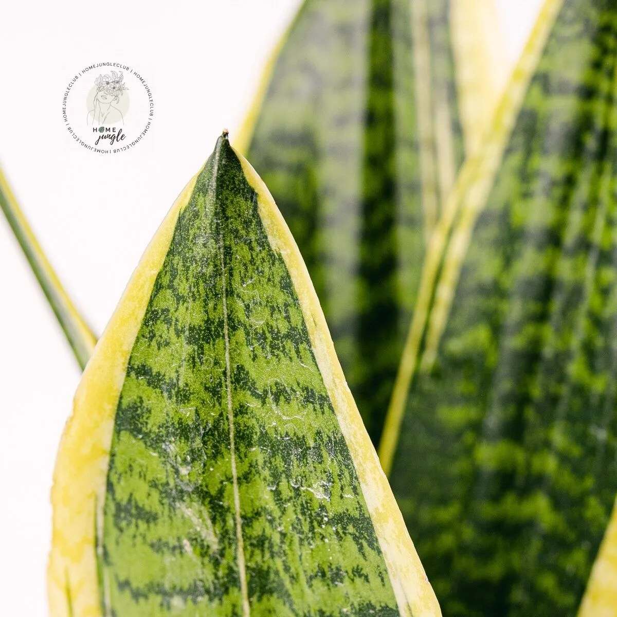 Sansewieria Wężownica - obrazek 2