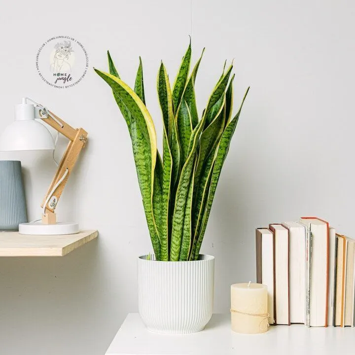 Sansewieria Wężownica