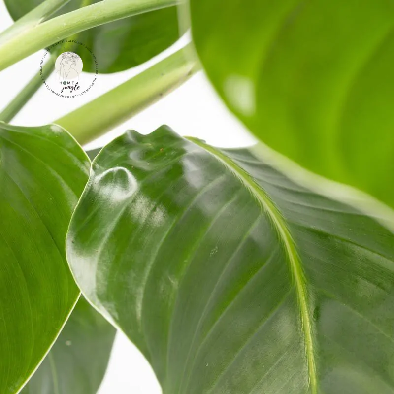 Strelitzia Nicolai - obrazek 4