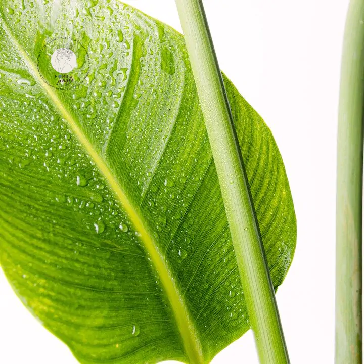 Strelitzia Nicolai - obrazek 2