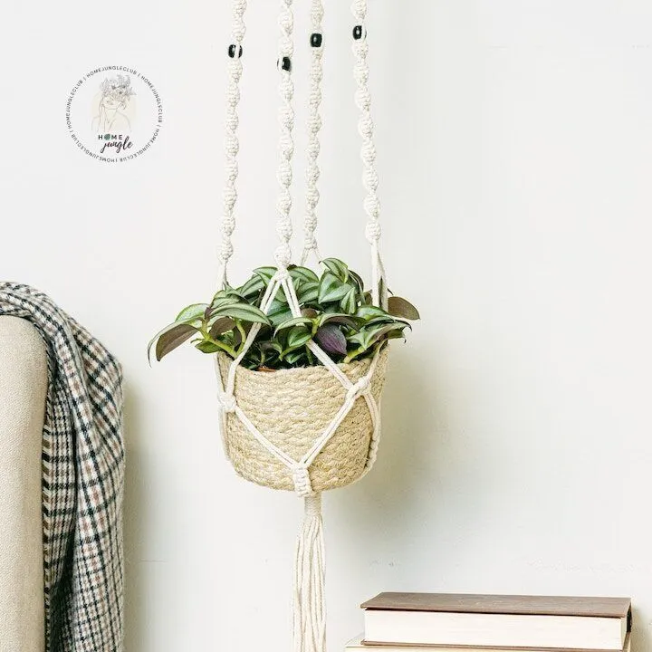 Trzykrotka Zebrina - obrazek 3