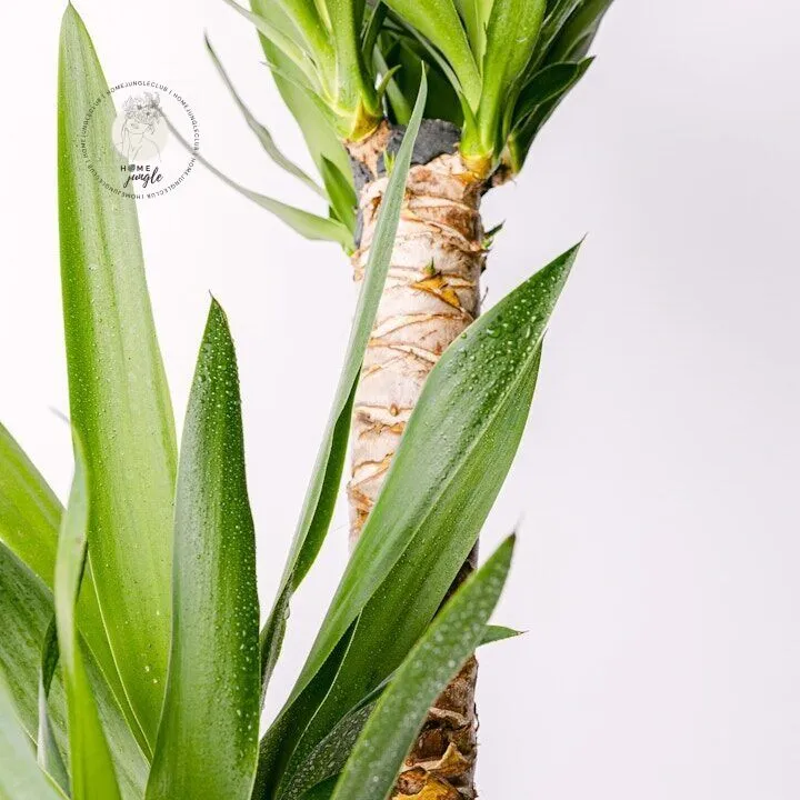 yucca-juka-gwatemalska-homejungleclub-3