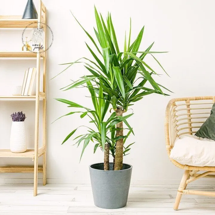 yucca-juka-gwatemalska-homejungleclub-3