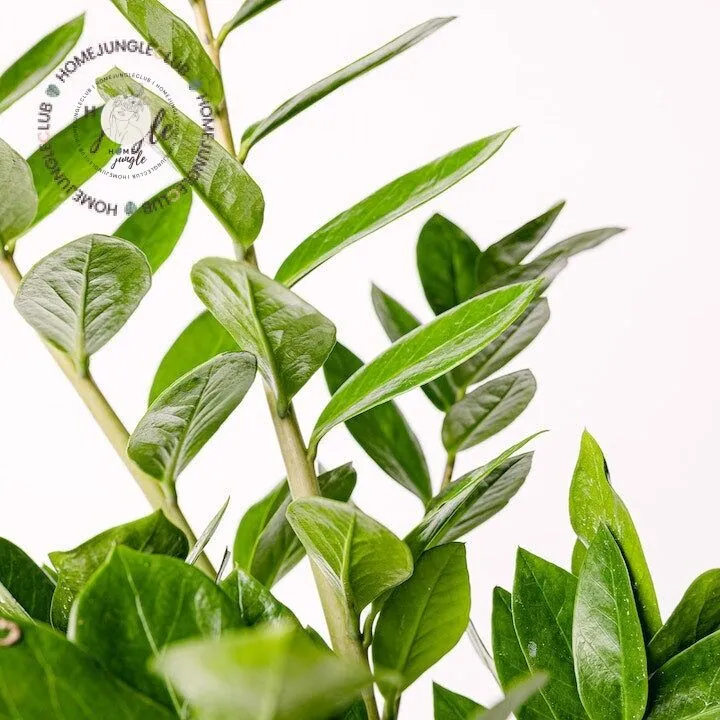 Zamioculcas zamiifolia - obrazek 2